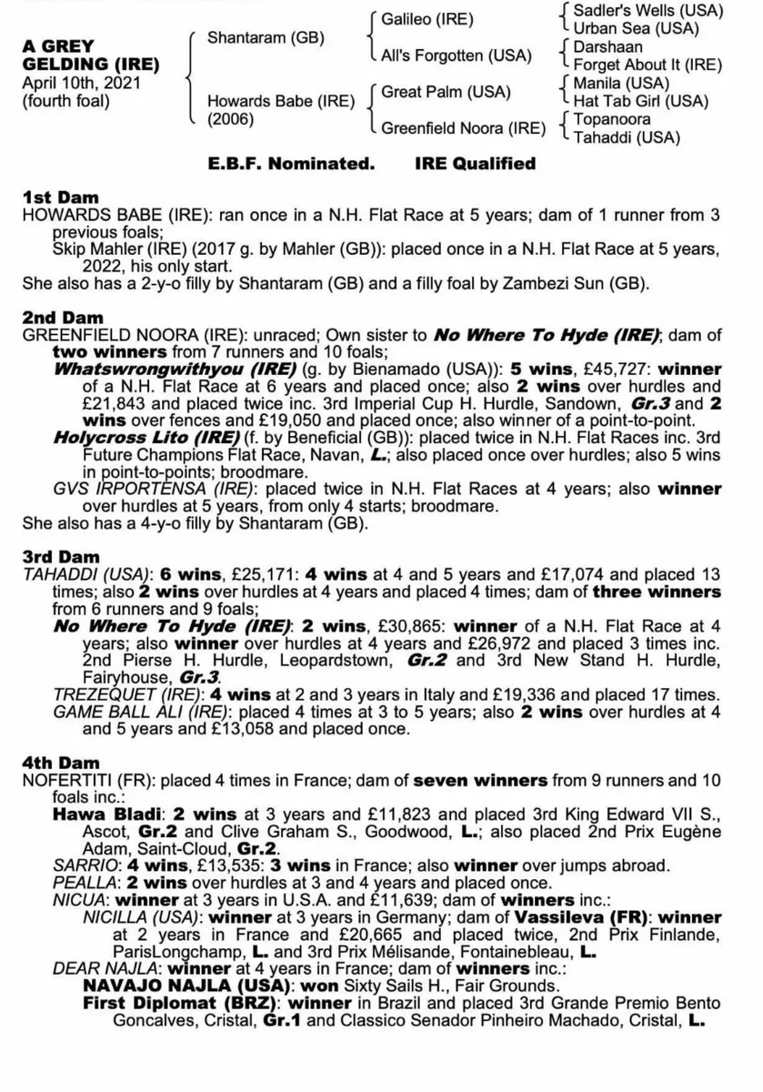 4yo National Hunt/ P2P prospect - Image 3