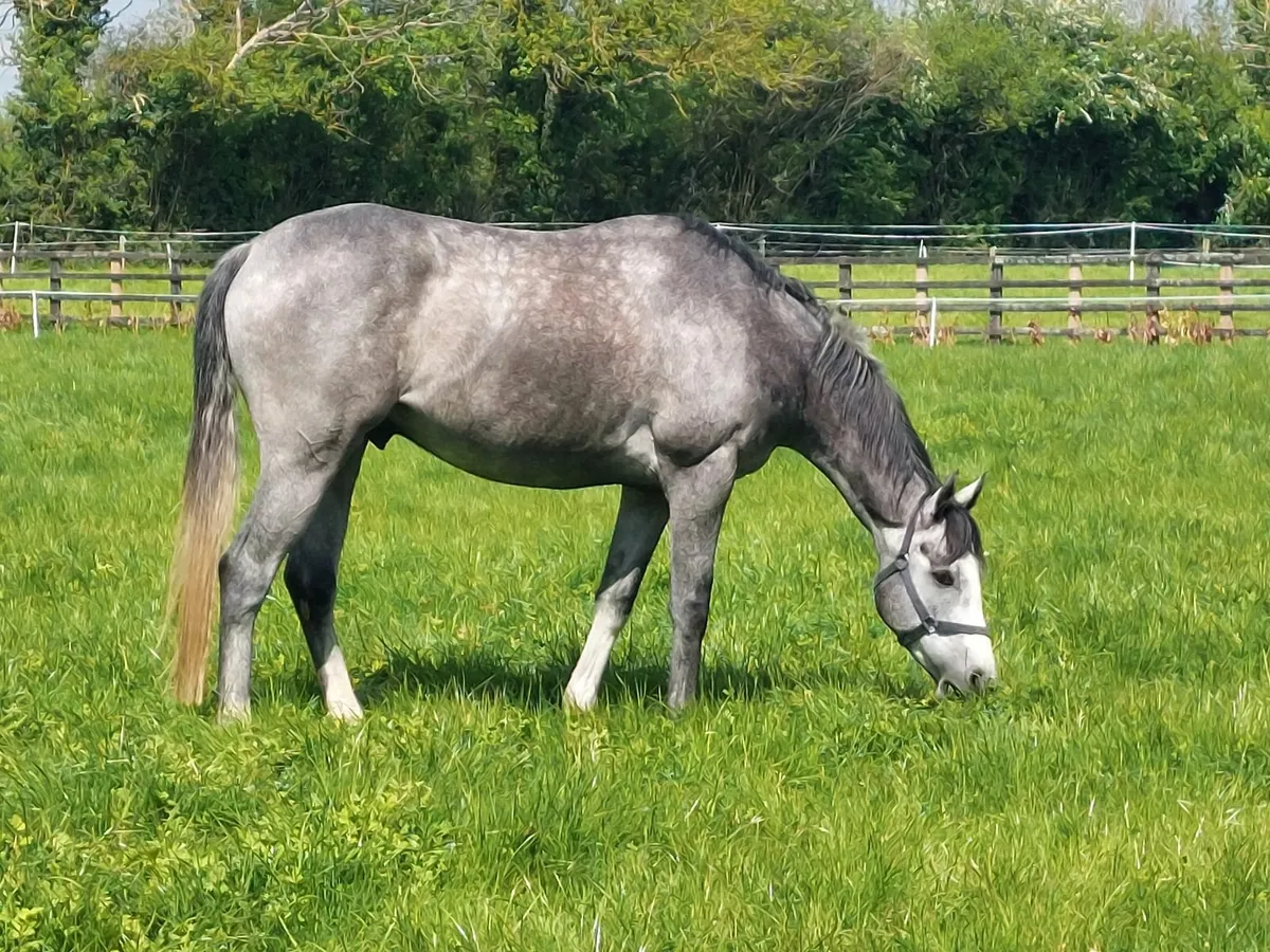 4yo National Hunt/ P2P prospect - Image 4