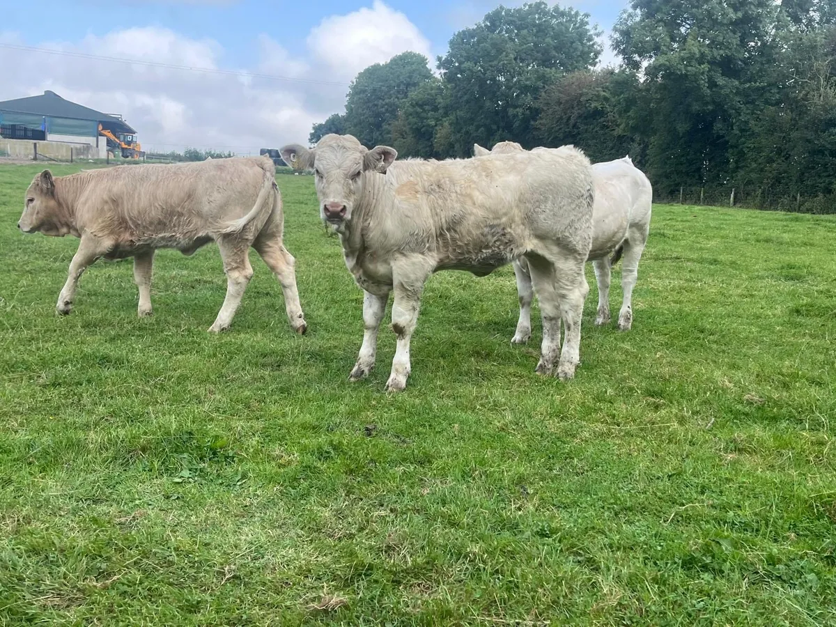 10 super  continental  store heifers - Image 1