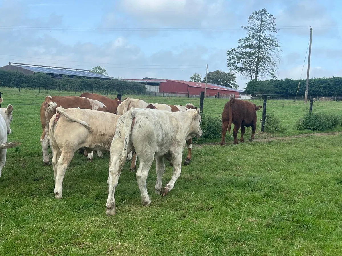 10 super  continental  store heifers - Image 3