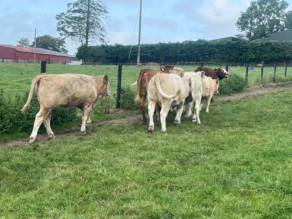 10 super  continental  store heifers - Image 4