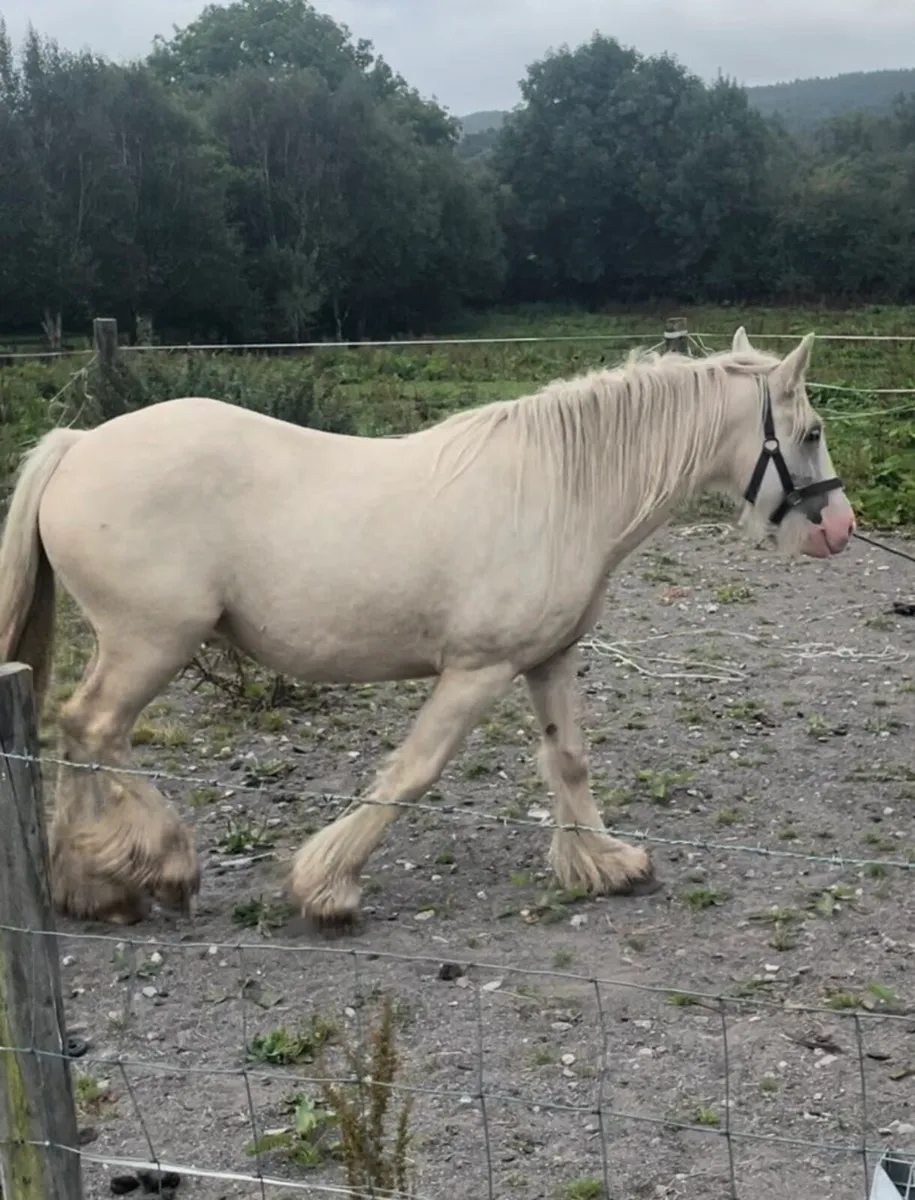 Tree year old mare - Image 4
