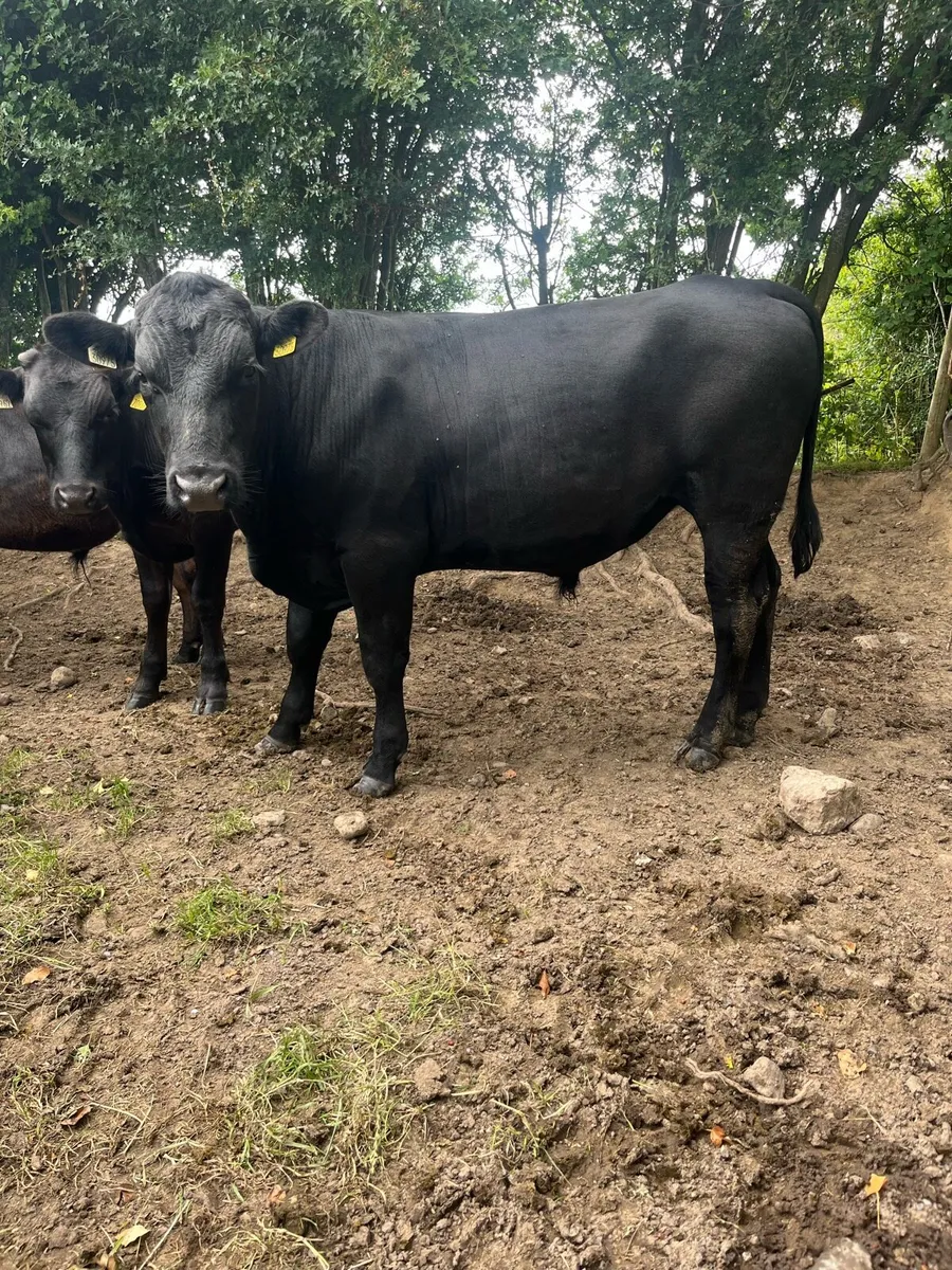 14 ABERDEEN ANGUS BULLOCKS - Image 1