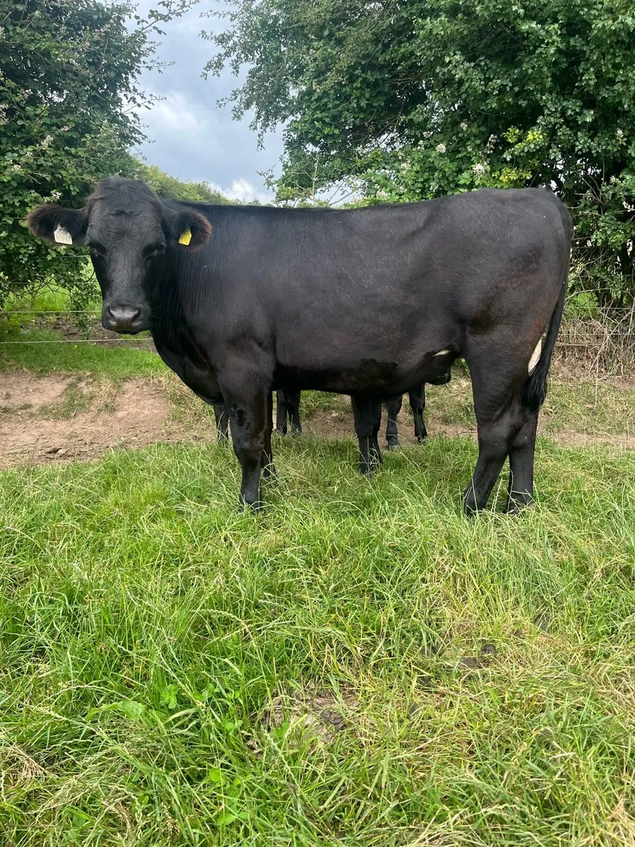 14 ABERDEEN ANGUS BULLOCKS - Image 2