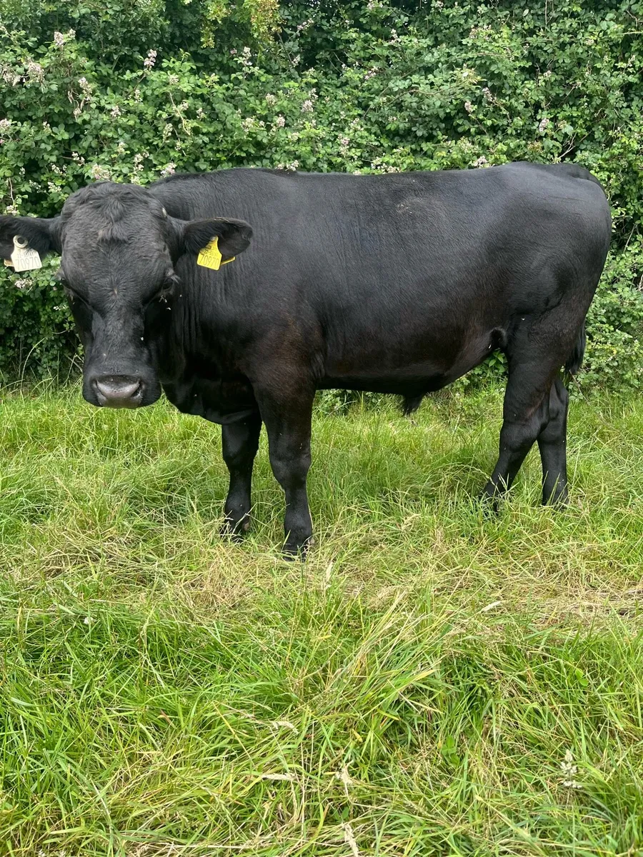 14 ABERDEEN ANGUS BULLOCKS - Image 3