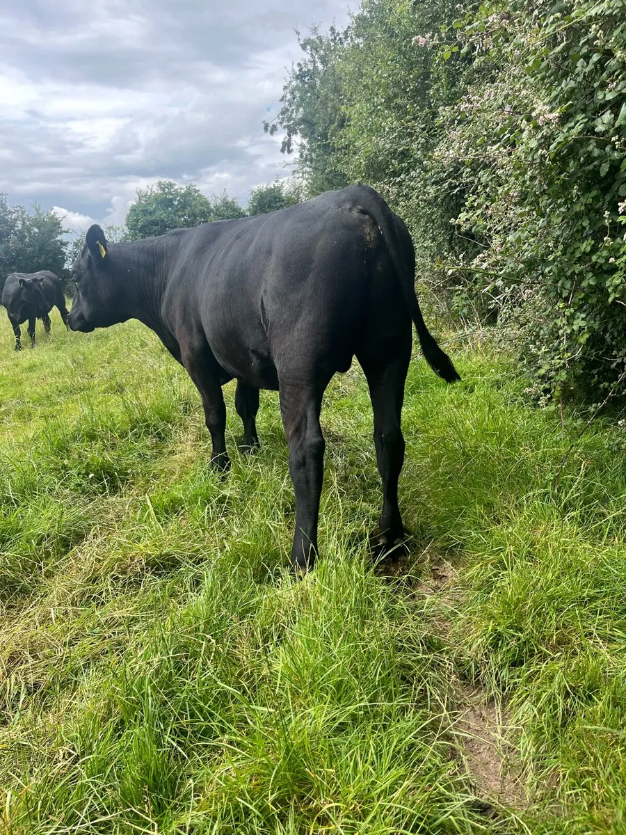 14 ABERDEEN ANGUS BULLOCKS - Image 4