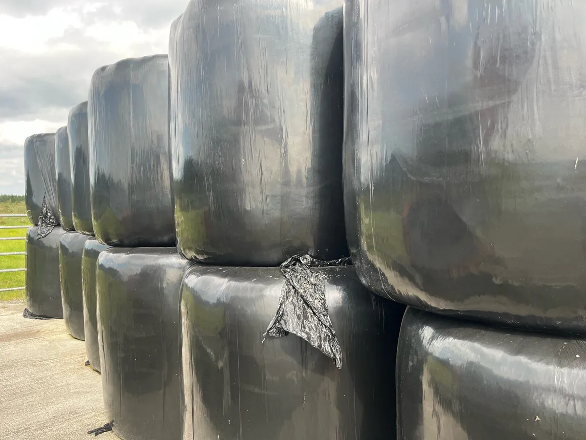 Silage - Image 2