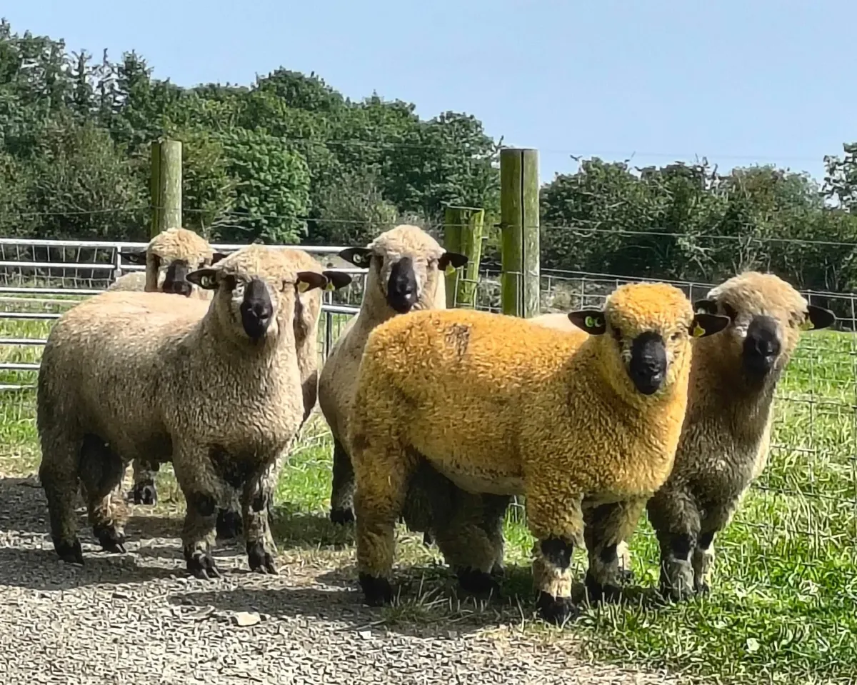 Hampshire Down pedigree ram lambs for sale - Image 2