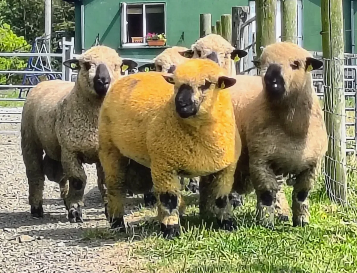 Hampshire Down pedigree ram lambs for sale - Image 1