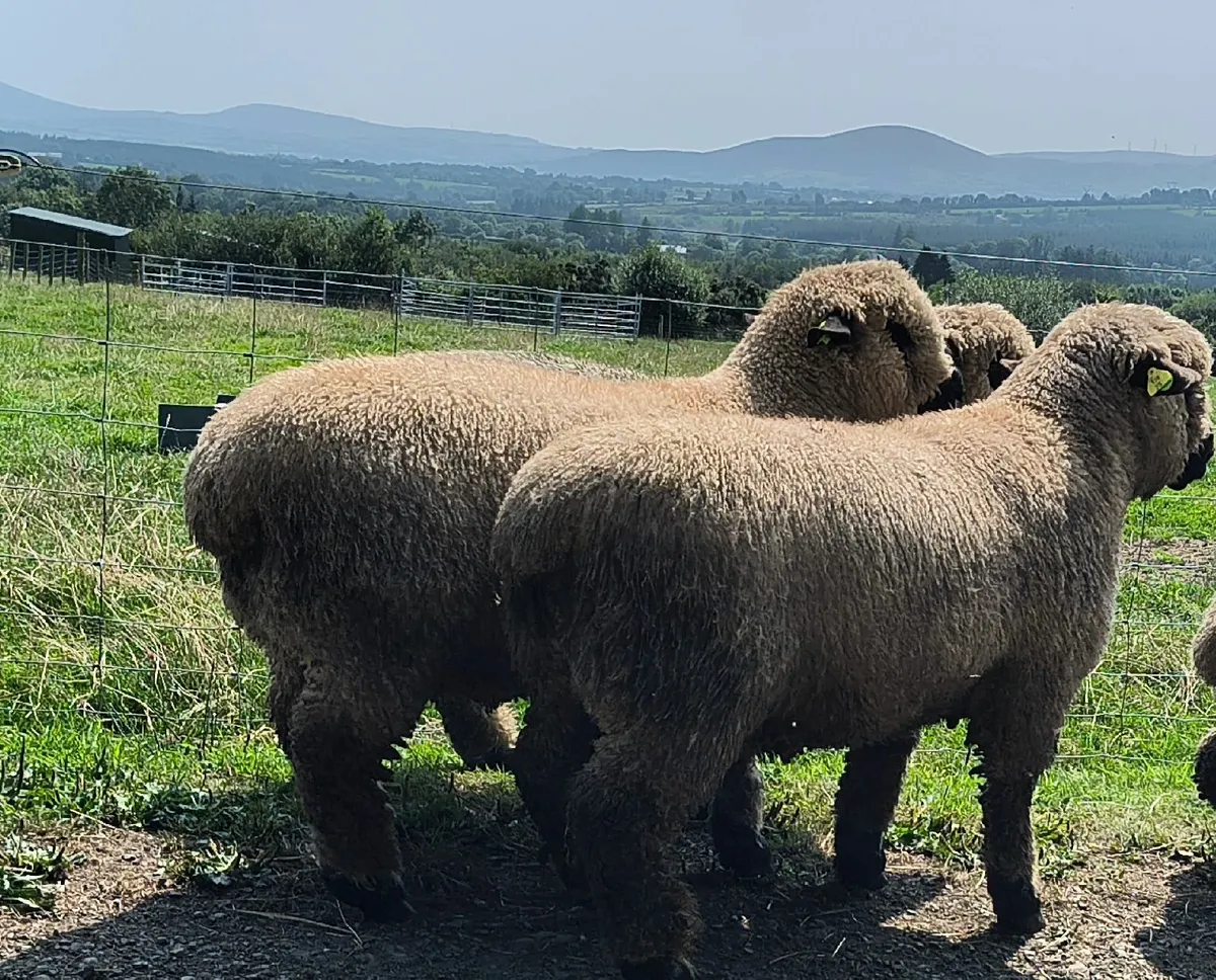 Hampshire Down pedigree ram lambs for sale - Image 3