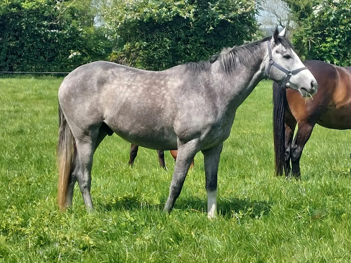 4yo National Hunt/ P2P prospect - Image 2