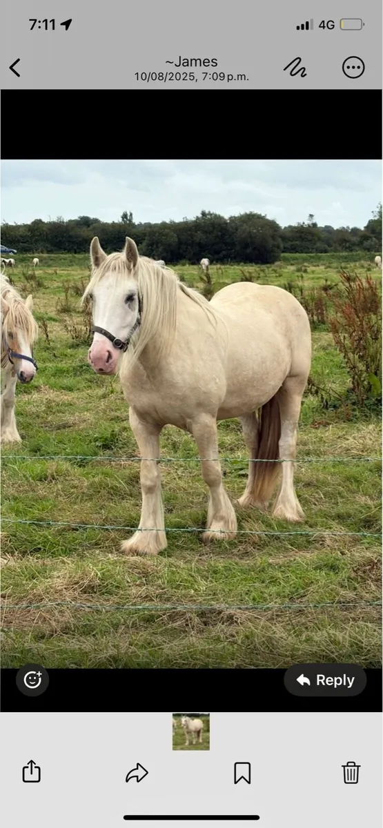 Tree year old mare - Image 1