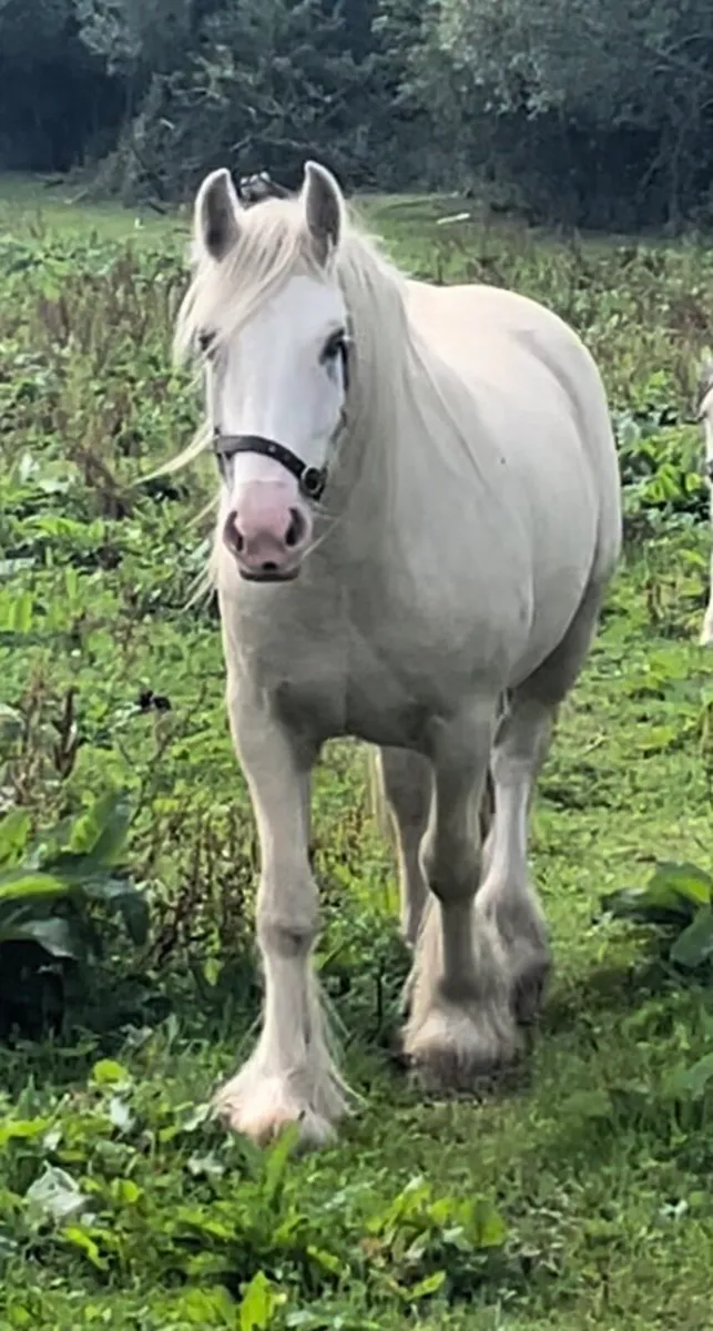 Tree year old mare - Image 2