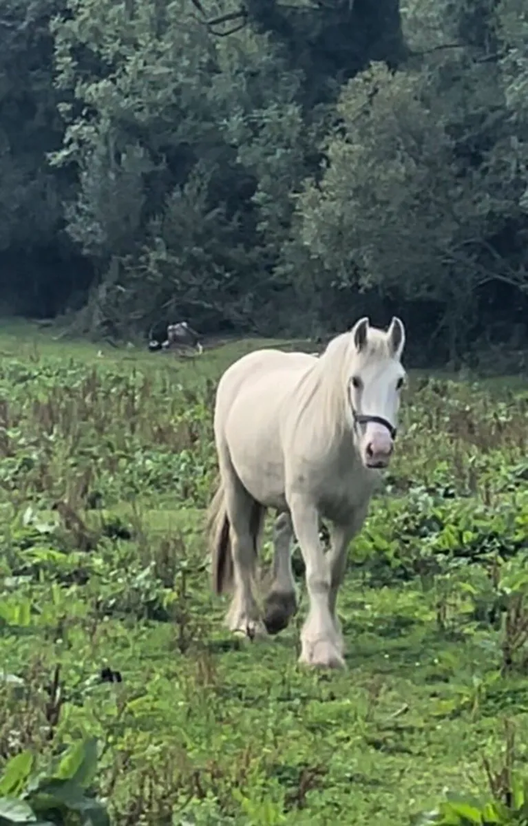 Tree year old mare - Image 3