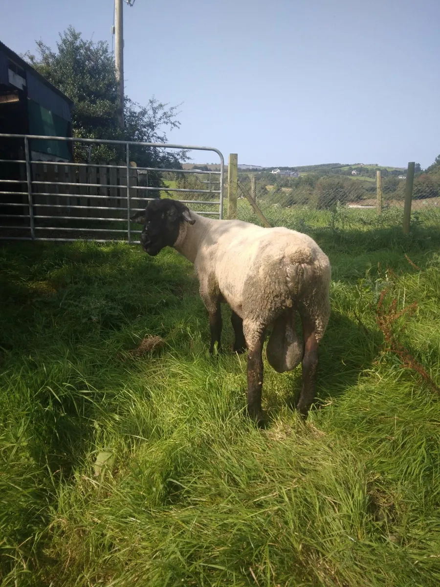 Suffolk Ram - Image 3