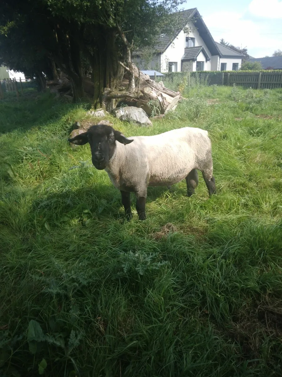 Suffolk Ram - Image 2