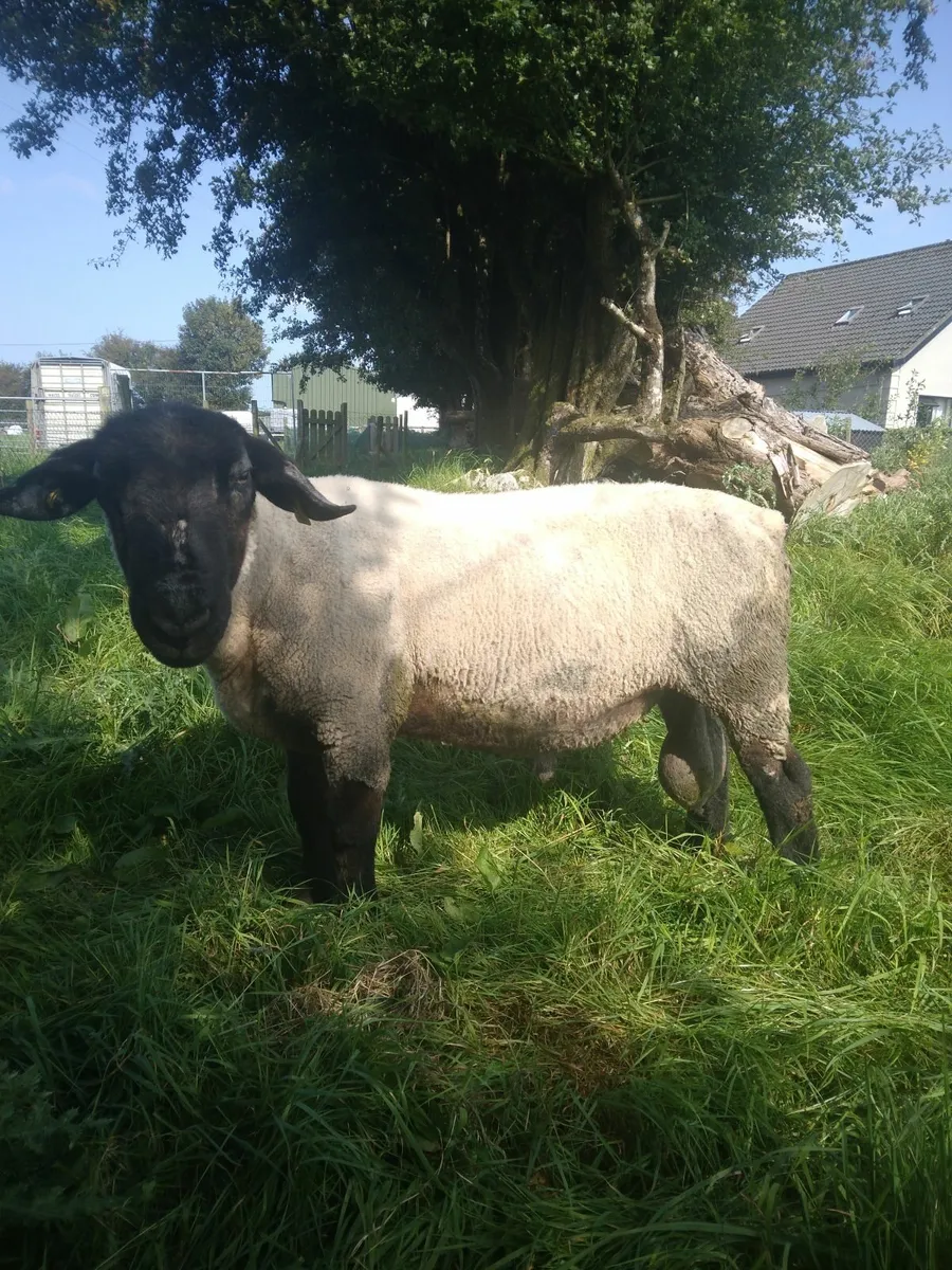Suffolk Ram - Image 1