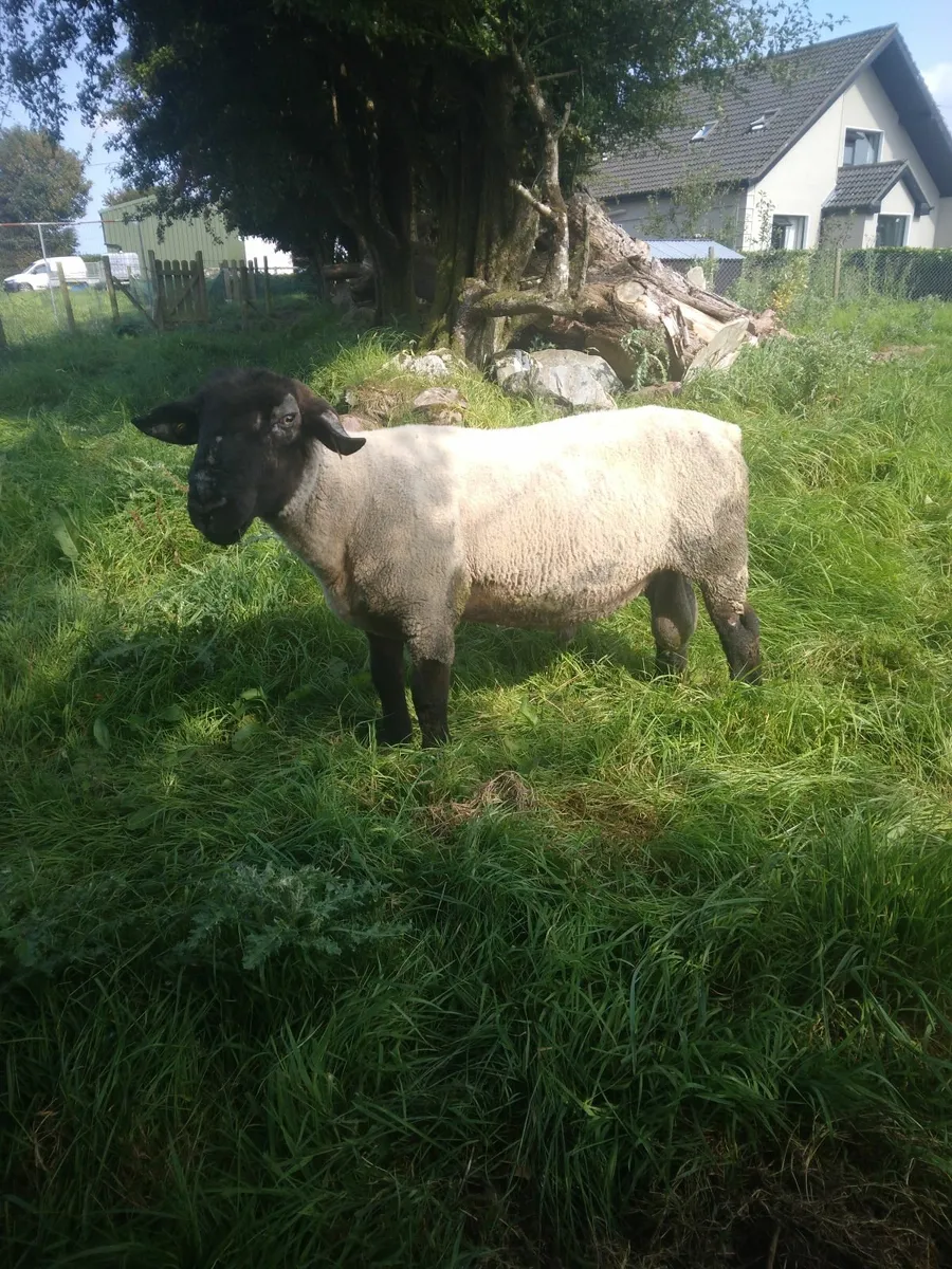 Suffolk Ram - Image 4