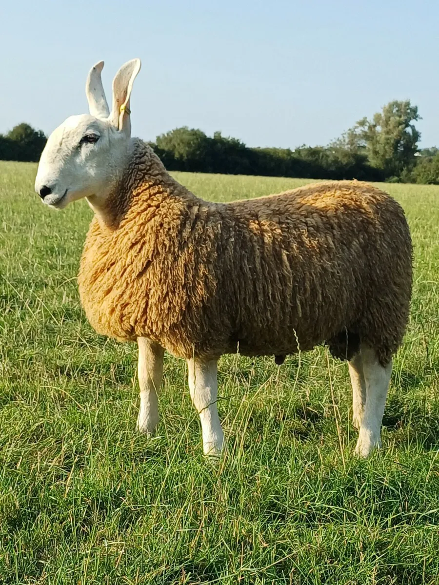 Sheep - Image 1