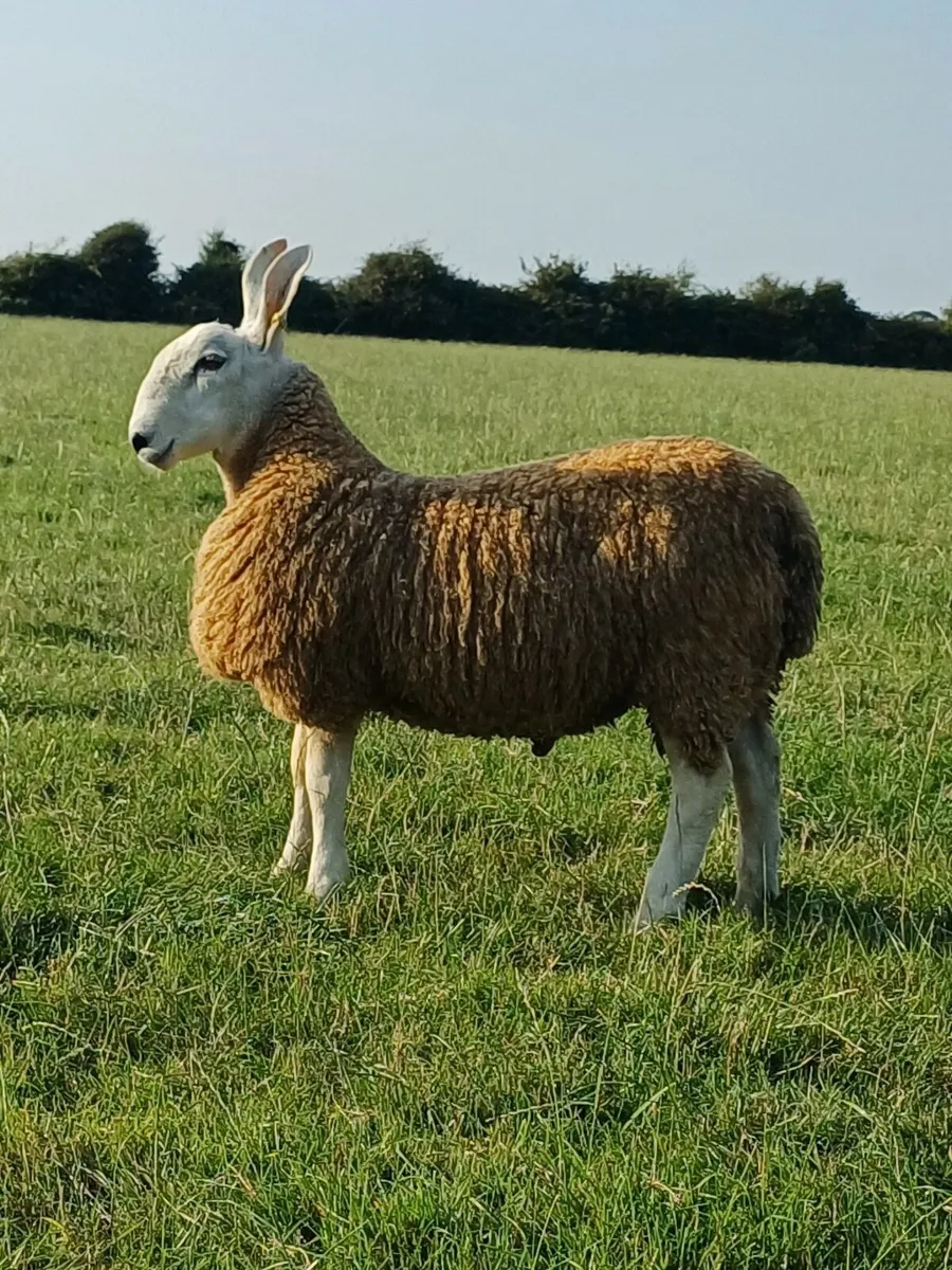 Sheep - Image 2