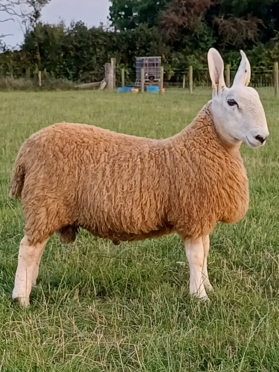 Sheep - Image 3