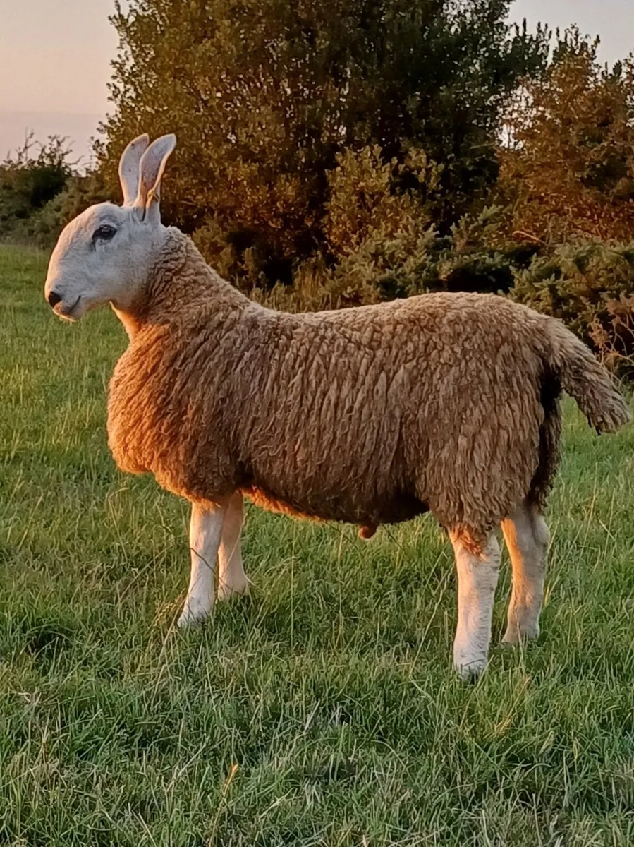 Sheep - Image 4