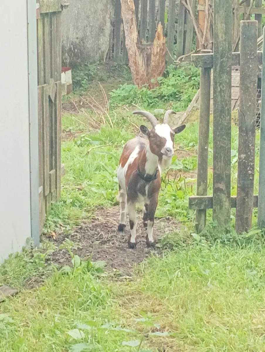 Female pygmy goat - Image 1