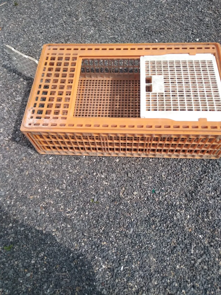 Poultry Crates - Image 2