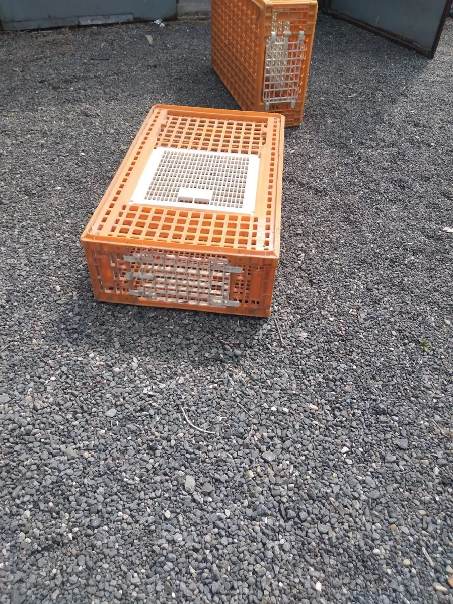 Poultry Crates - Image 3