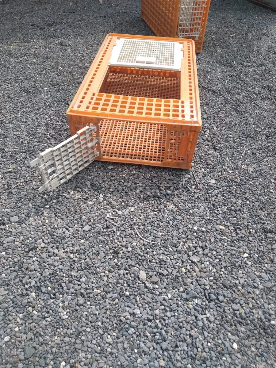 Poultry Crates - Image 4