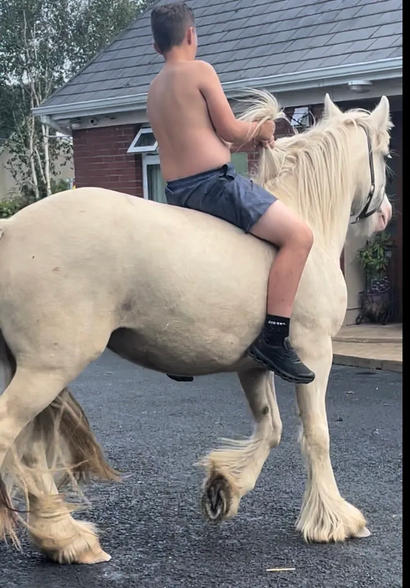 Tree year old mare - Image 4
