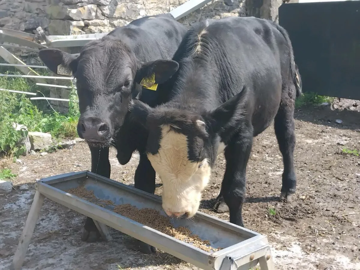 2 Suckler Bred Angus Bull Weanlings - Image 1