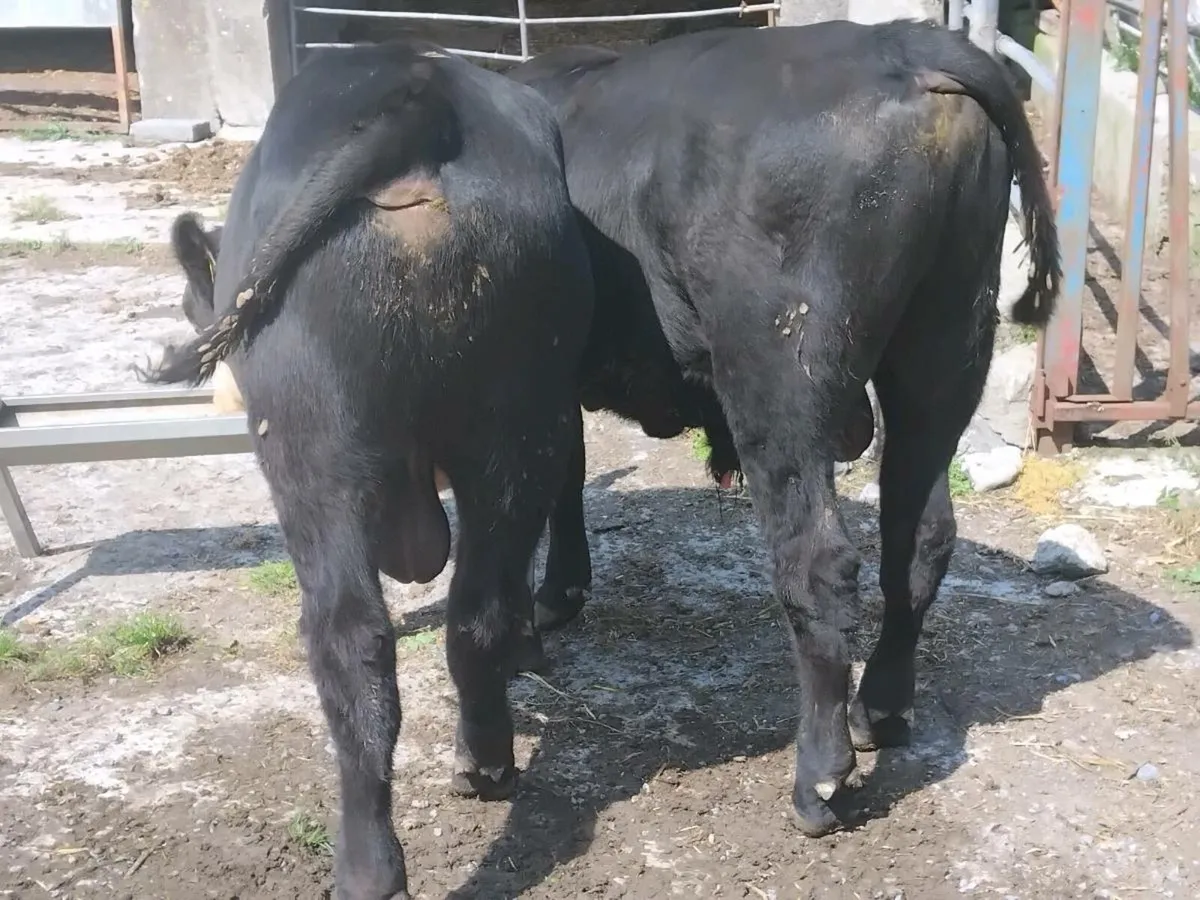 2 Suckler Bred Angus Bull Weanlings - Image 2