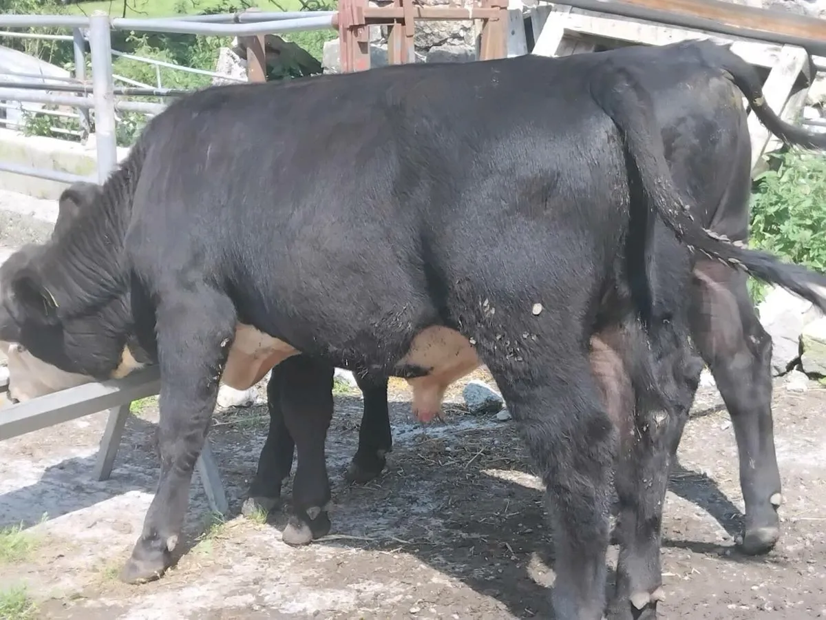 2 Suckler Bred Angus Bull Weanlings - Image 3