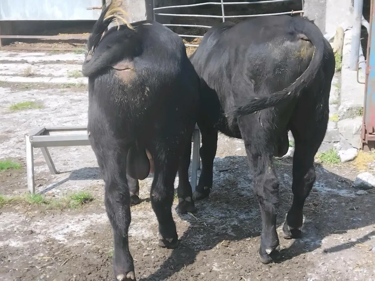 2 Suckler Bred Angus Bull Weanlings - Image 4