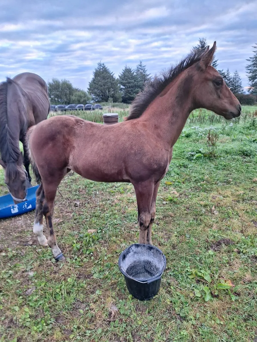 Moylough legacy filly foal & mare tb - Image 2