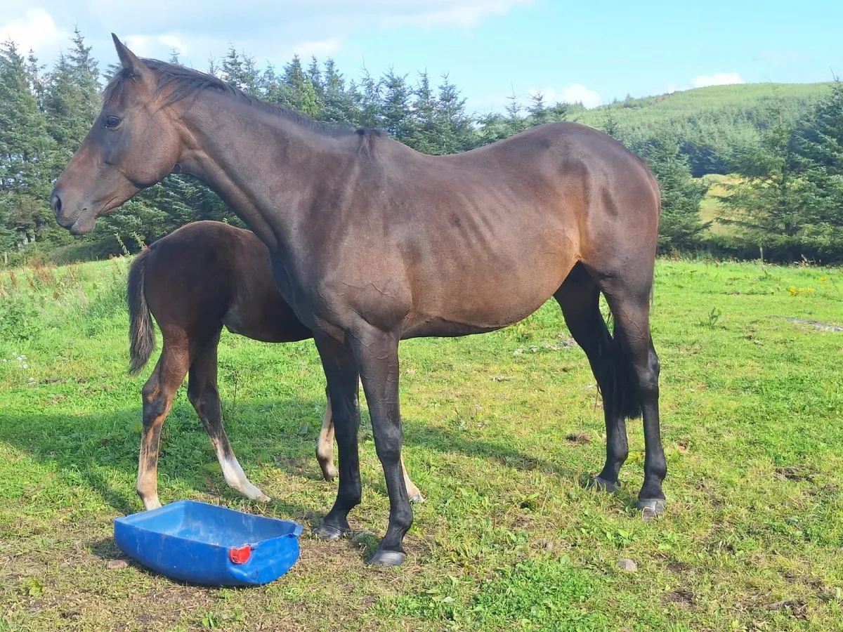 Moylough legacy filly foal & mare tb - Image 3