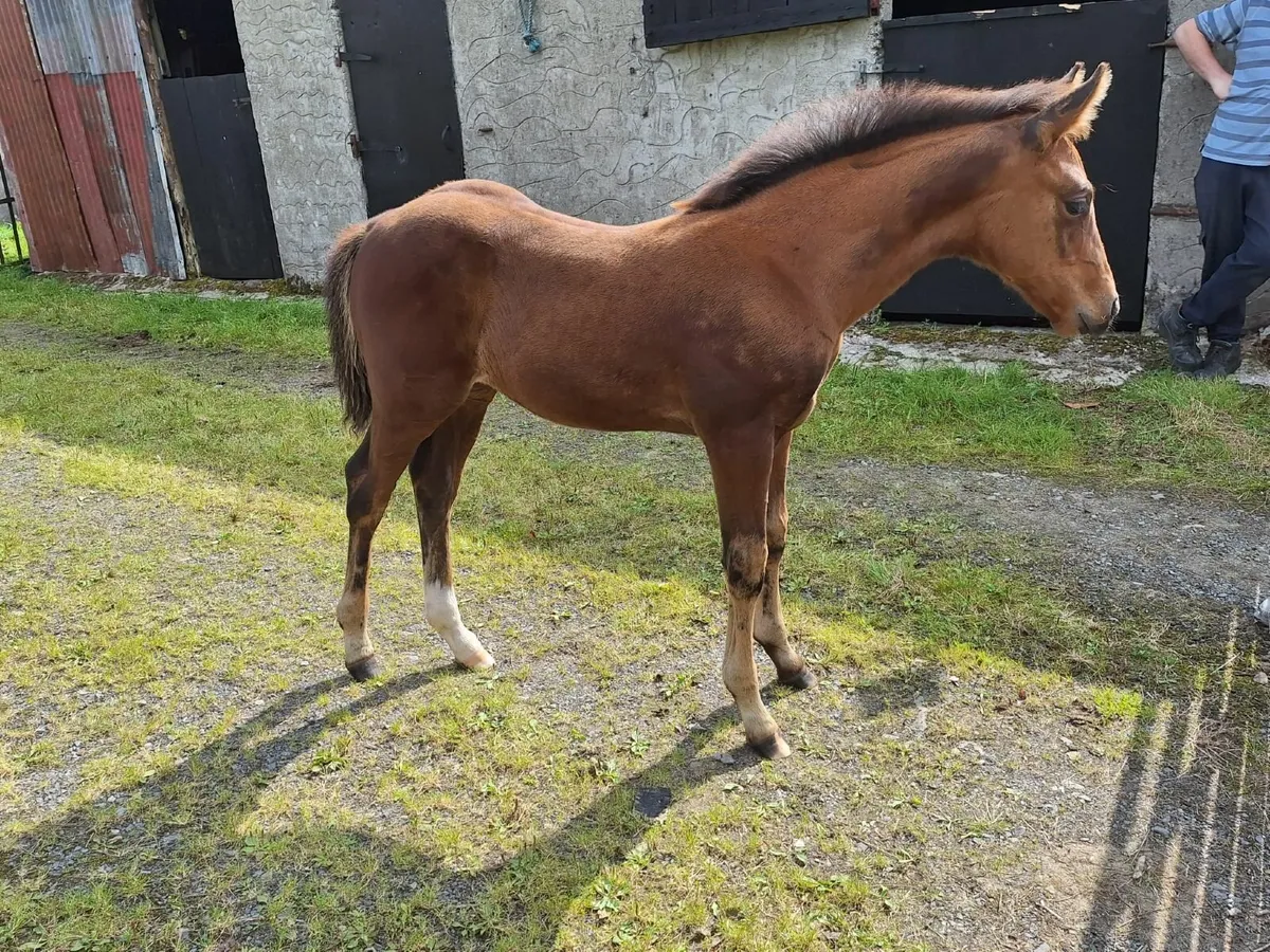 Moylough legacy filly foal & mare tb - Image 1