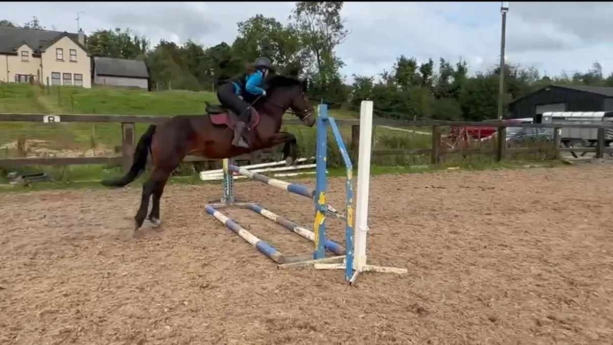 Pony - Image 2