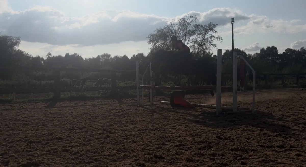Pony - Image 3