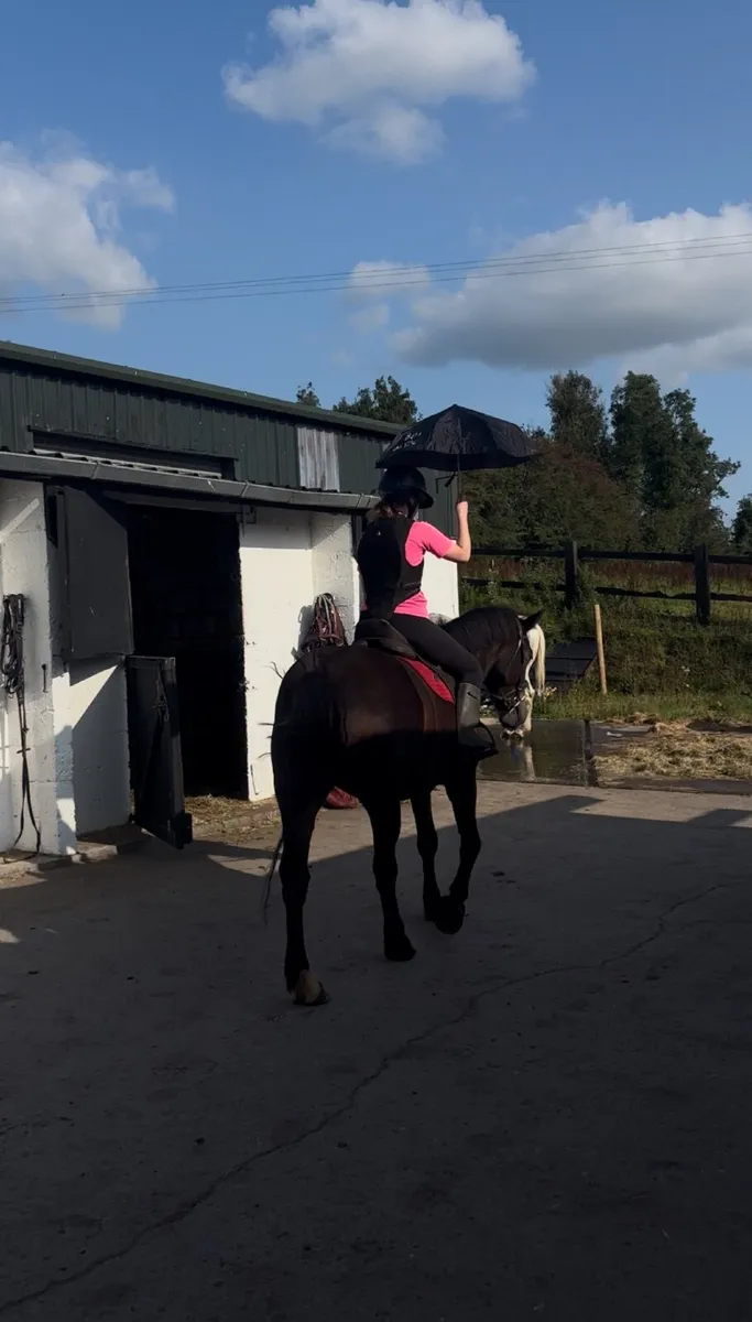 Pony - Image 4
