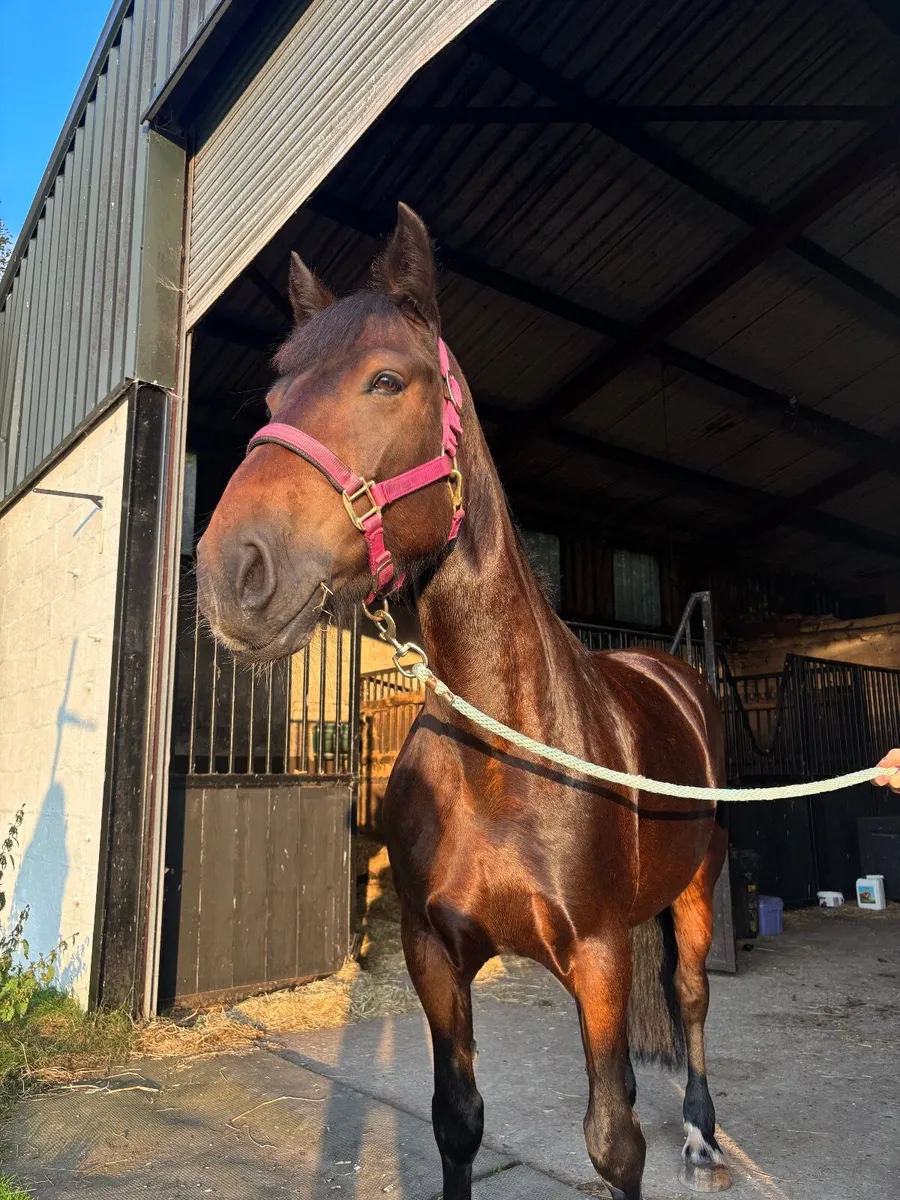 Pony - Image 1