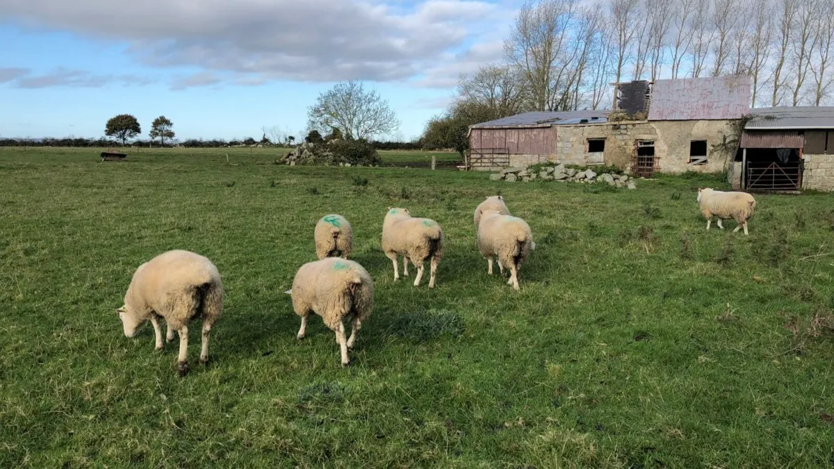 organic lambs wanted