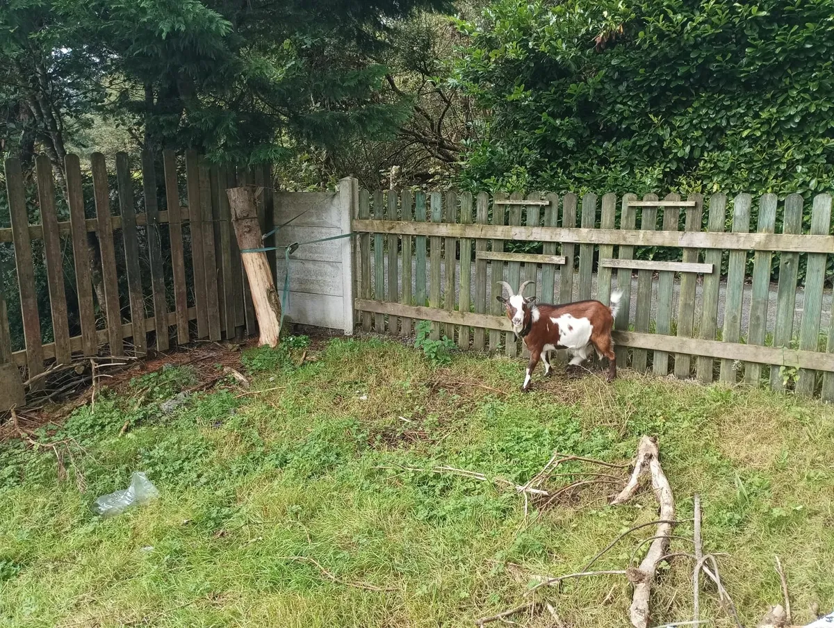 Female pygmy goat - Image 2