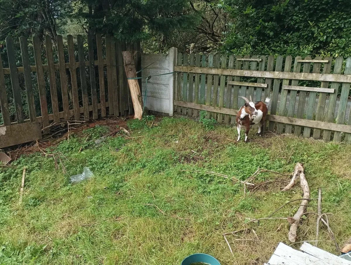Female pygmy goat - Image 4