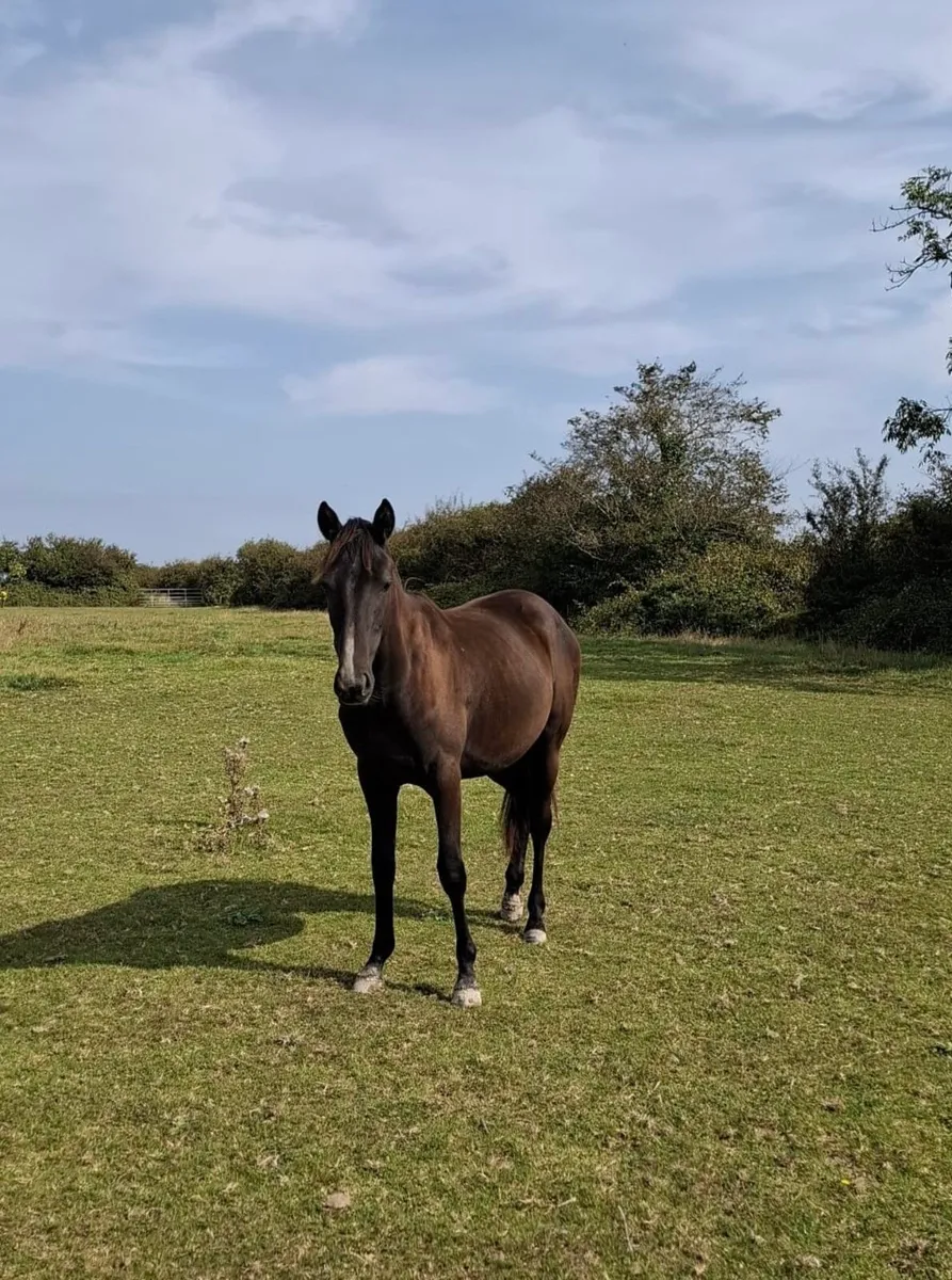 Lovely yearling Filly’s - Image 1