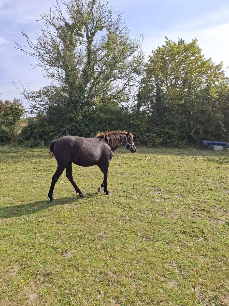Lovely yearling Filly’s - Image 2