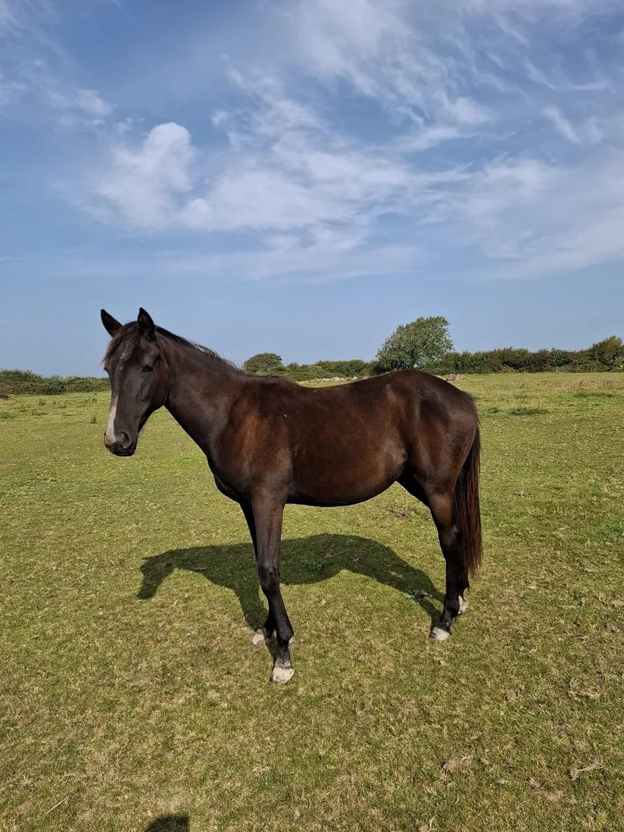 Lovely yearling Filly’s - Image 3