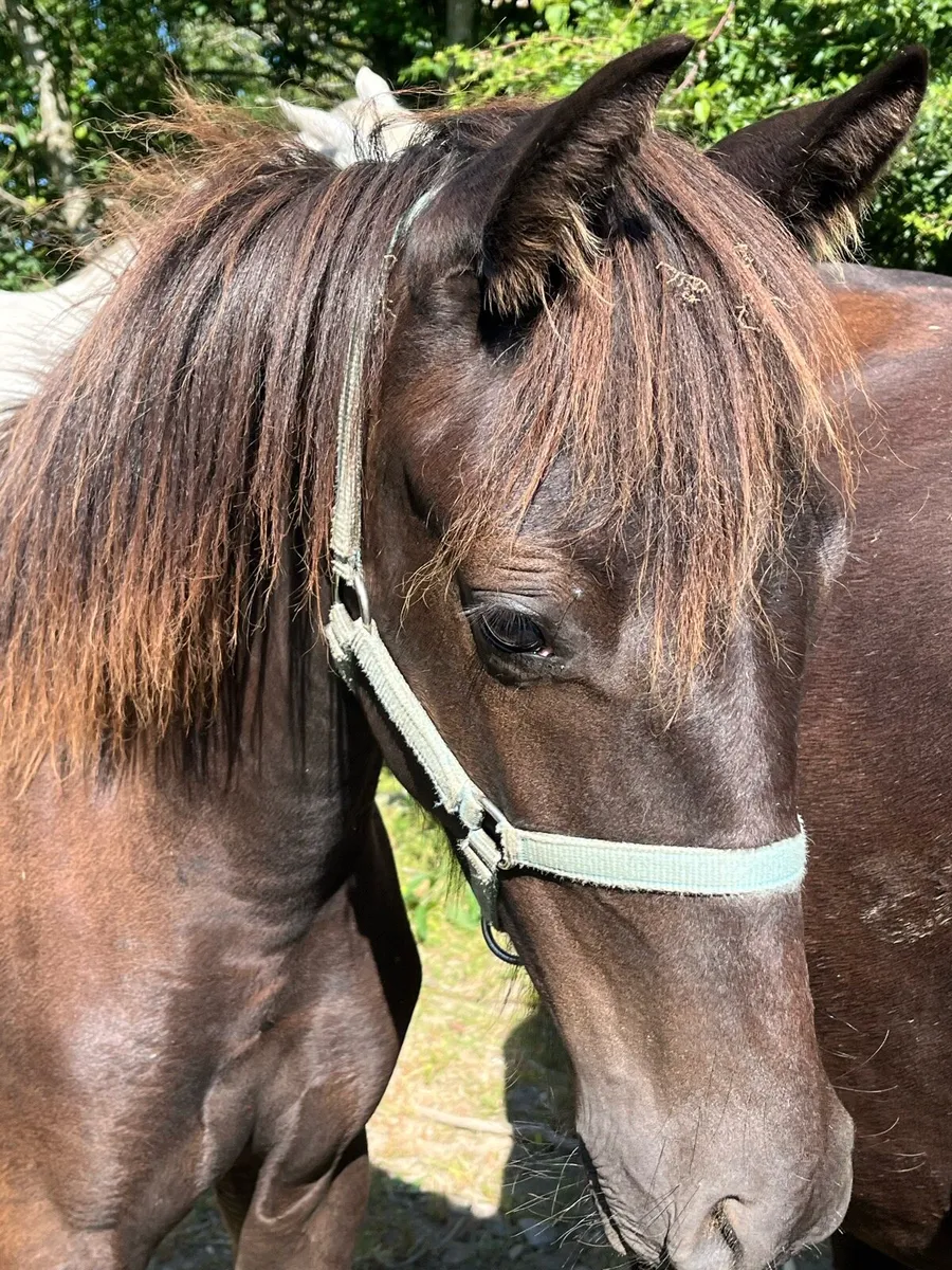 Lovely yearling Filly’s - Image 4