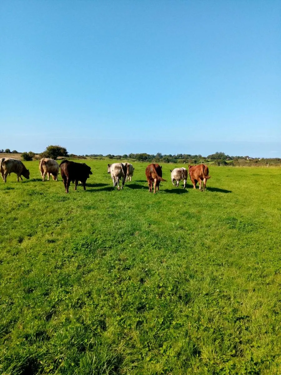 Bulls Dowra - Image 1
